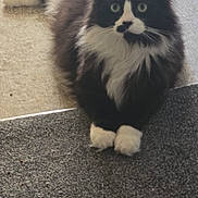 Trigger joined the competition — help win amazing prizes! cat, black_and_white, fluffy, fur, paws, carpet, floor, indoor, pet, animal, whiskers, relaxed, lying_down, curious, feline, domestic_cat, quiet, soft, cute, looking_at_camera