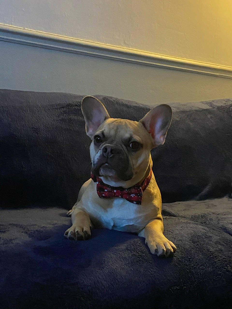 Bruce participe au concours pour gagner de l'argent avec cette photo : bicycle, canidae, carnivore, collar, comfort, companion_dog, dog, dog_breed, ear, fawn, felidae, grey, non_sporting_group, paw, snout, sporting_group, tail, terrestrial_animal, toy_dog, whiskers