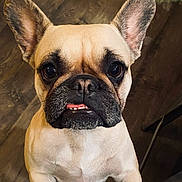 Elli is registered to the contest to win money with this photo: animal, close_up, companion, cute, dog, domestic_animal, ears, eyes, face, french_bulldog, fur, indoor, looking_up, mammal, mouth, pet, snout, standing, tongue, wooden_floor