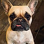 animal, close_up, companion, cute, dog, domestic_animal, ears, eyes, face, french_bulldog, fur, indoor, looking_up, mammal, mouth, pet, snout, standing, tongue, wooden_floor