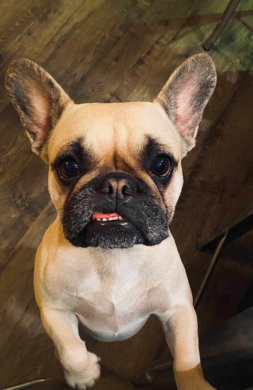 Elli