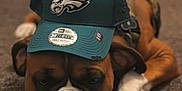 King is registered to the contest to win money with this photo: animal, boxer_dog, brown, cap, carpet, closeup, cute, dog, dog_wear, face, hat, indoor, paw, pet, philadelphia_eagles, relaxed, resting, sleepy, sports_cap, white_paw