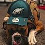 animal, boxer_dog, brown, cap, carpet, closeup, cute, dog, dog_wear, face, hat, indoor, paw, pet, philadelphia_eagles, relaxed, resting, sleepy, sports_cap, white_paw