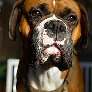 King is registered to the contest to win money with this photo: animal, boxer, brown_eyes, canine, close_up, dog, domestic_animal, ears, expression, focus, fur, harness, indoor, looking_away, muzzle, pet, portrait, portrait_photography, snout, whiskers