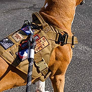 King joined the competition — help win amazing prizes! alert, animal, asphalt, brown_dog, canine, closeup, collar, daylight, dog, harness, leash, no_human_face, outdoor, patches, pet, road, service_dog, walking, white_paws, working_dog