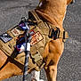 alert, animal, asphalt, brown_dog, canine, closeup, collar, daylight, dog, harness, leash, no_human_face, outdoor, patches, pet, road, service_dog, walking, white_paws, working_dog