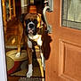 King is registered to the contest to win money with this photo: animal, boxer, brown_dog, collar, curious, dog, door, floor, furniture, home_interior, indoor, looking, pet, portrait, rug, shadow, standing, sunlight, white_paws, wooden_door