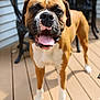 King joined the competition — help win amazing prizes! animal, brown, canine, chair, daylight, deck, dog, ears, furniture, happy, house, mammal, nose, outdoor, pet, standing, table, tongue_out, white, wooden_floor