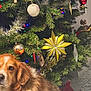 dog, christmas_tree, ornaments, decorations, holiday, lights, brown_dog, white_fur, fluffy, indoor, festive, tinsel, star_ornament, red_ornament, blue_ornament, gold_ornament, pine_tree, pet, floor, background