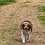 dog, brown, white, animal, pet, outdoor, path, gravel, leaves, fall, nature, walking, canine, fur, tongue, happy, grass, rural, daytime, scenic