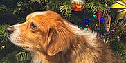 Moka a rejoint le concours — aidez-le/la à gagner de superbes lots ! animal, brown_fur, canine, celebration, christmas_tree, decorations, dog, domestic_animal, festive, fur, holiday, holiday_decor, indoor, ornaments, pet, pine_tree, side_view, tinsel, tree_lights, white_fur