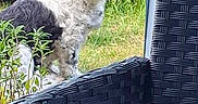 Kizzy joined the competition — help win amazing prizes! dog, outdoor, greenery, plants, grass, pet, fur, black_and_white, curious, sitting, chair, woven, texture, nature, backyard, daylight, animal, companion, relaxing, garden