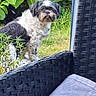 dog, outdoor, greenery, plants, grass, pet, fur, black_and_white, curious, sitting, chair, woven, texture, nature, backyard, daylight, animal, companion, relaxing, garden