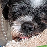 Kizzy is registered to the contest to win money with this photo: animal, black_and_white, blanket, close_up, cozy, cute, dog, face, fur, indoor, nose, pearls, pet, relaxation, rest, sleeping, snout, soft_texture, tongue, whiskers