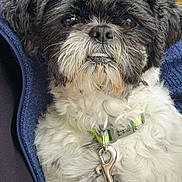 Kizzy is registered to the contest to win money with this photo: dog, pet, close_up, black_and_white, fluffy, collar, leash, fur, cute, canine, portrait, indoor, scruffy, face, animal, domestic, companion, sitting, furry, expression