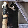 animal, black_and_white, cat, cat_tree, claws, climbing, curious, cute, feline, fur, home, indoor, paws, pet, playful, resting, scratching_post, tuxedo_cat, whiskers, yellow_eyes