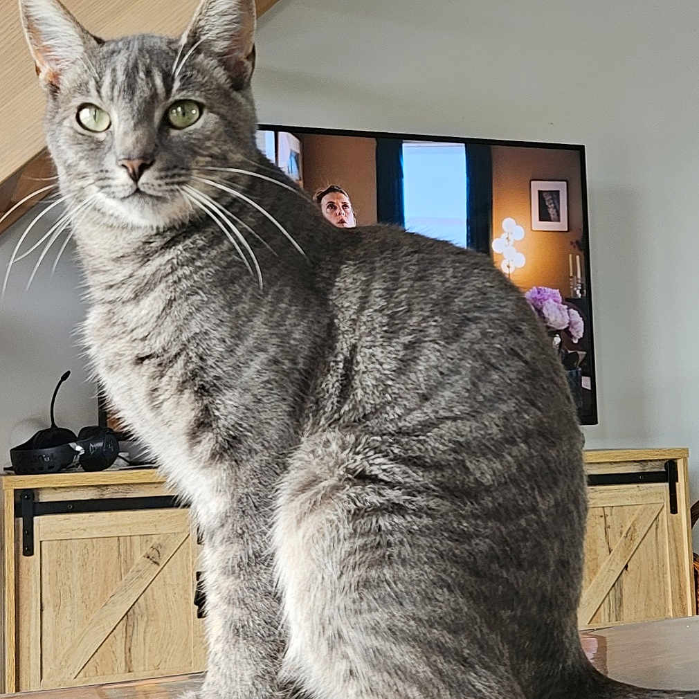 Noupy participe au concours pour gagner de l'argent avec cette photo : animal, architecture, building, cat, computerhardware, electronics, furniture, hardware, hardwood, indoors, interiordesign, livingroom, monitor, person, pet, room, screen, table, tv, wood