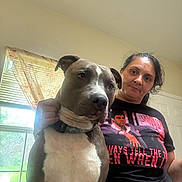 Apollo joined the competition — help win amazing prizes! collar, companion, curtain, dog, gray_fur, home, indoors, living_room, person, pet, photograph, pit_bull, portrait, short_hair, standing, sunlight, t_shirt, white_fur, window, woman