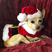 Sophie joined the competition — help win amazing prizes! dog, small_dog, christmas_costume, santa_hat, red_clothing, white_fur_trim, blanket, plush, cozy, holiday, festive, pet, animal, cute, indoors, resting, fur, ears, face, looking_at_camera