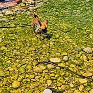 Bloom a rejoint le concours — aidez-le/la à gagner de superbes lots ! dog, small_dog, stream, shallow_water, clear_water, riverbed, pebbles, rocks, algae, leash, collar, harness, outdoor, nature, sunlight, swimming, wading, person, goggles, adventure