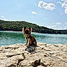 Bloom a rejoint le concours — aidez-le/la à gagner de superbes lots ! dog, small_dog, fluffy, long_haired, brown_fur, black_face, pointed_ears, harness, sitting, outdoors, lakeside, lake, water, rocks, rocky_shore, forest, hills, bridge, blue_sky, clouds