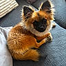Bloom a rejoint le concours — aidez-le/la à gagner de superbes lots ! dog, puppy, fluffy, small_dog, orange_fur, long_hair, pointed_ears, black_face, brown_eyes, curled_tail, sitting, lying_down, portrait, pet, sofa, couch, blanket, pillow, indoors, sunlight