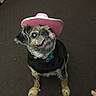 Bernie is registered to the contest to win money with this photo: dog, small_dog, pet, cowboy_hat, pink_hat, indoor, carpet, looking_up, cute, adorable, animal, fur, collar, tag, tongue_out, brown, black, face, ears, paw