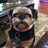Bernie joined the competition — help win amazing prizes! dog, pet, indoor, living_room, carpet, toy, coffee_table, small_dog, scruffy, curious, collar, tags, furniture, wood_floor, colorful, domestic_animal, cute, animal, companion, home