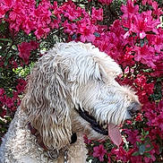 Bailey joined the competition — help win amazing prizes! dog, curly_fur, tongue_out, flower_bush, pink_flowers, green_grass, outdoor, nature, pet, canine, collar, spring, leafy, plant, animal, happy, side_view, garden, sunlight, flora