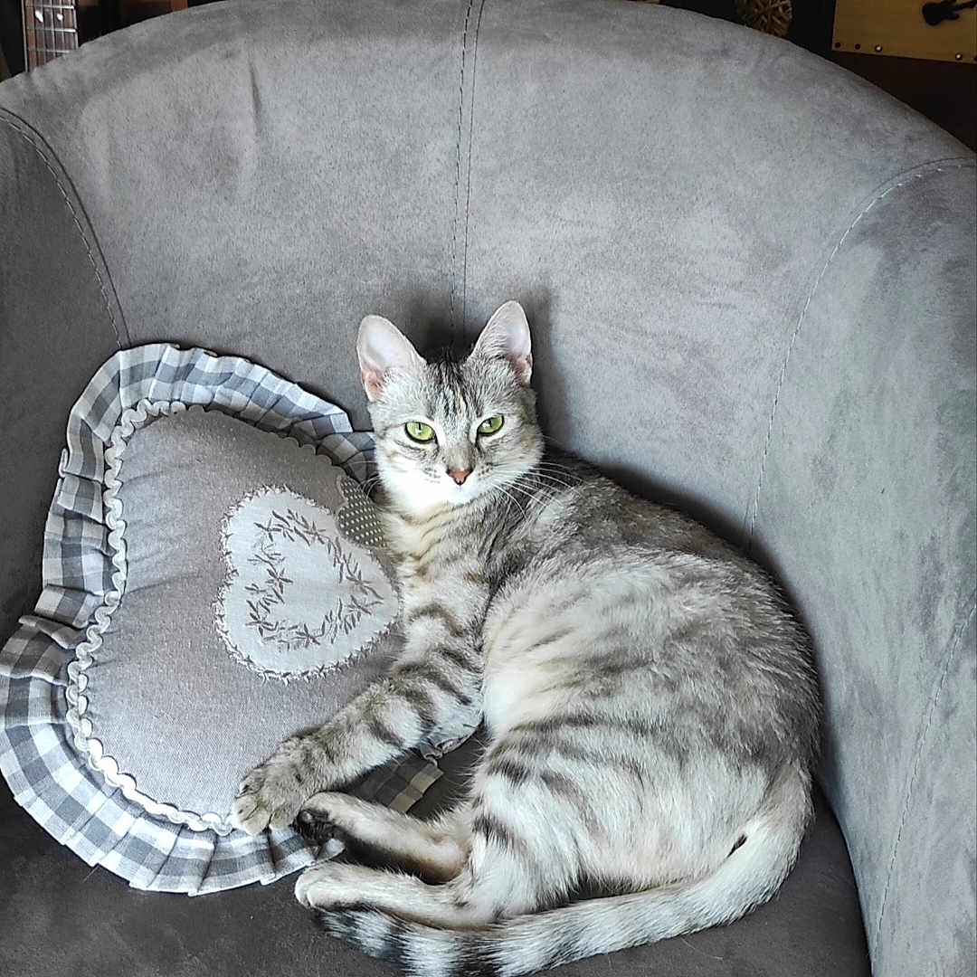 Luna participe au concours pour gagner de l'argent avec cette photo : armchair, cat, cozy, cushion, cute, decor, domestic, feline, furniture, gray_cat, green_eyes, heart_shaped_pillow, home_interior, indoor, pet, relaxing, resting, striped_fur, tabby_cat, wooden_background