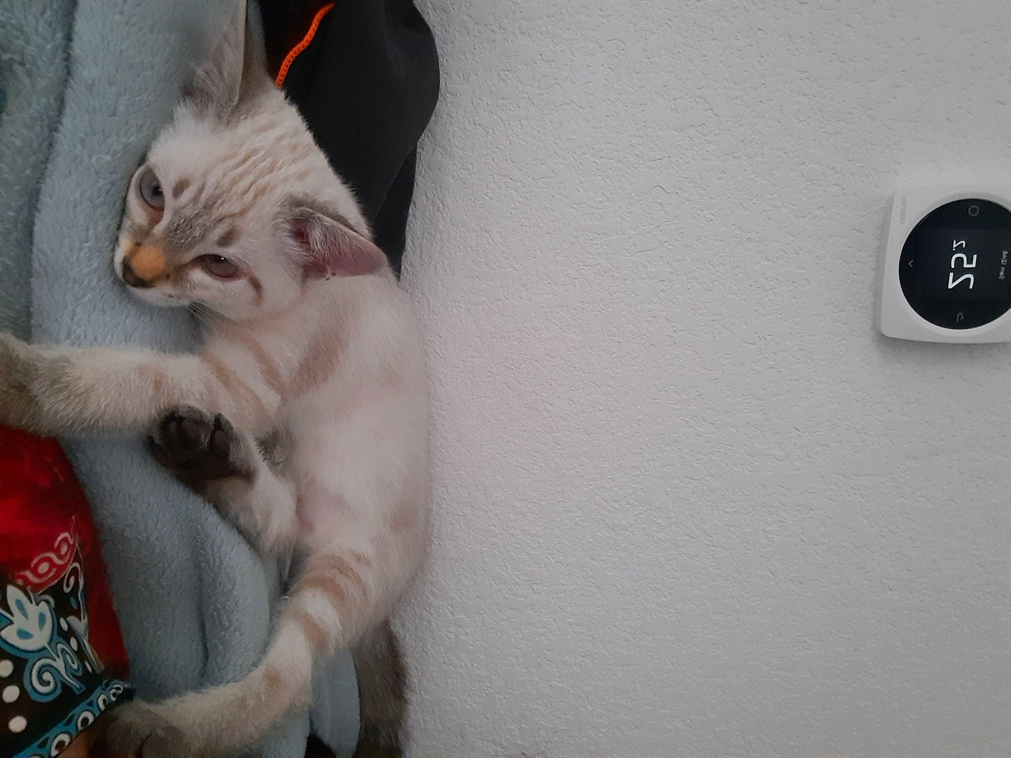 Utopia participe au concours pour gagner de l'argent avec cette photo : carnivore, cat, circle, claw, comfort, domestic_short_haired_cat, felidae, fur, gesture, grey, paw, small_to_medium_sized_cats, tail, thai, whiskers