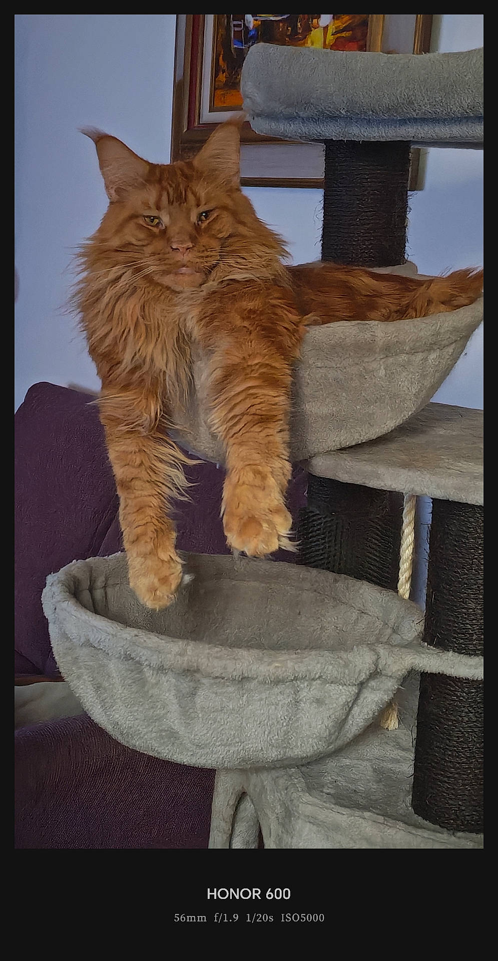 Udyr participe au concours pour gagner de l'argent avec cette photo : animal, cat, cat_tree, cozy, domestic_animal, feline, fluffy, framed_artwork, furniture, indoor, long_hair, maine_coon, orange_cat, paw, pet, portrait, purple_couch, relaxed, resting, stretching