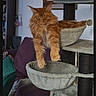 Udyr participe au concours pour gagner de l'argent avec cette photo : cat, cat_tree, chair, couch, cozy, domestic_cat, feline, fluffy, furniture, ginger_cat, home, household, indoor, living_room, orange_cat, painting, pet, relaxed, resting, stretching