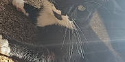 Simba is registered to the contest to win money with this photo: cat, black_and_white, whiskers, carpet, sunlight, indoor, pet, feline, relaxed, close_up, fur, laying_down, yellow_eyes, shadow, texture, home, domestic_animal, animal, cute, portrait