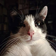 Piki participe au concours pour gagner de l'argent avec cette photo : cat, close_up, black_and_white, whiskers, pink_nose, pet, animal, feline, indoor, portrait, cute, fur, face, mammal, eyes, nose, ears, domestic_cat, looking, expression