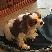 Reilly joined the competition — help win amazing prizes! dog, indoor, brown_and_white, small_trampoline, pet, floor, wooden_cabinet, tile_floor, cute, sitting, looking_up, furry, animal, companion, domestic, friendly, canine, household, calm, soft_lighting