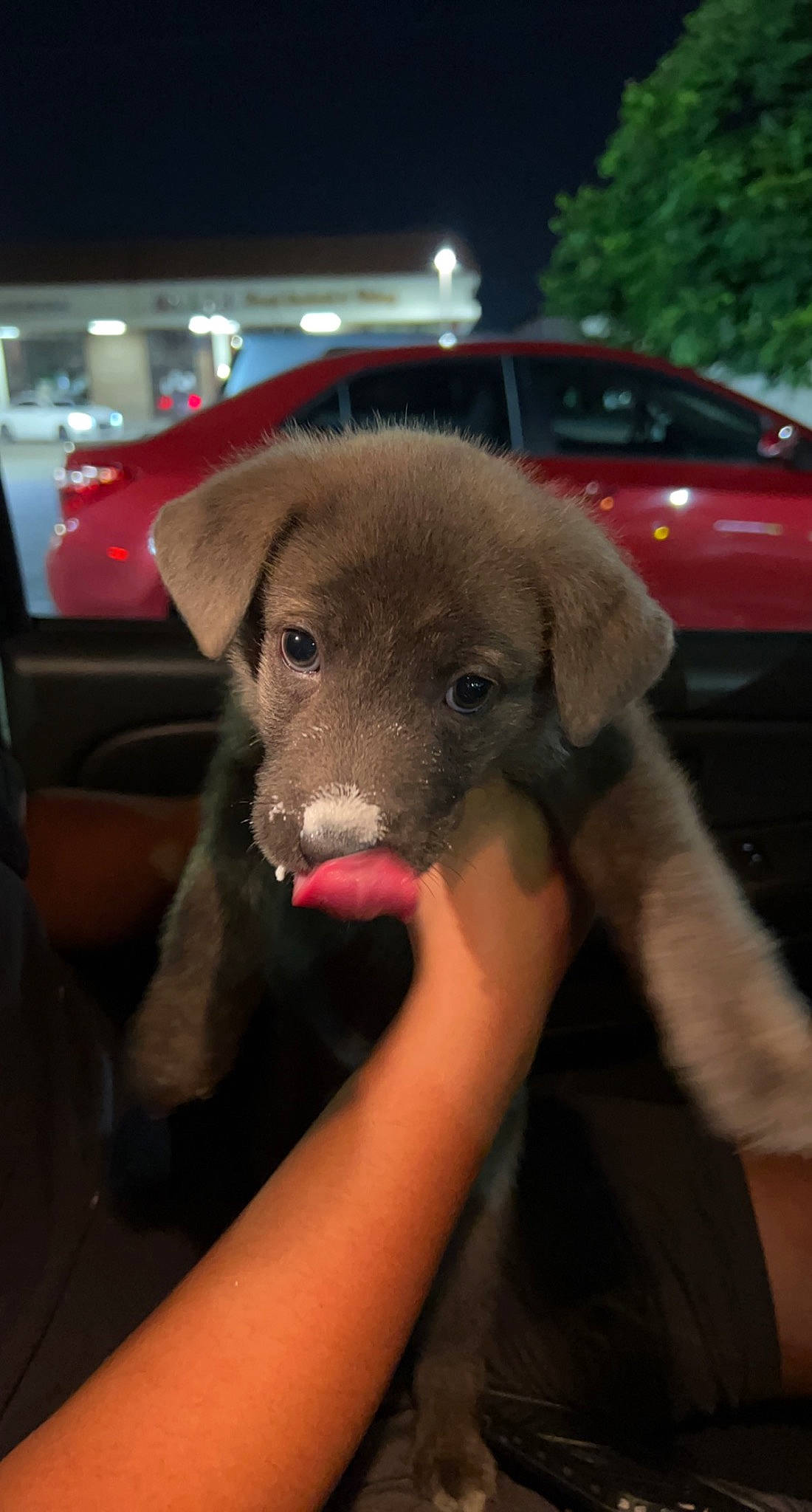 Benito is registered to the contest to win money with this photo: automotive_exterior, automotive_lighting, automotive_mirror, borador, car, carnivore, companion_dog, dog, dog_breed, fashion_accessory, fur, hat, hood, snout, sun_hat, vehicle, vehicle_door, whiskers, windshield, working_animal