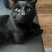 Mister Meow is registered to the contest to win money with this photo: cat, black_cat, pet, feline, indoor, yoga_mat, wood_floor, domestic_animal, yellow_eyes, black_fur, whiskers, paws, close_up, portrait, curious, looking_up, fur, floor, blurred, expression