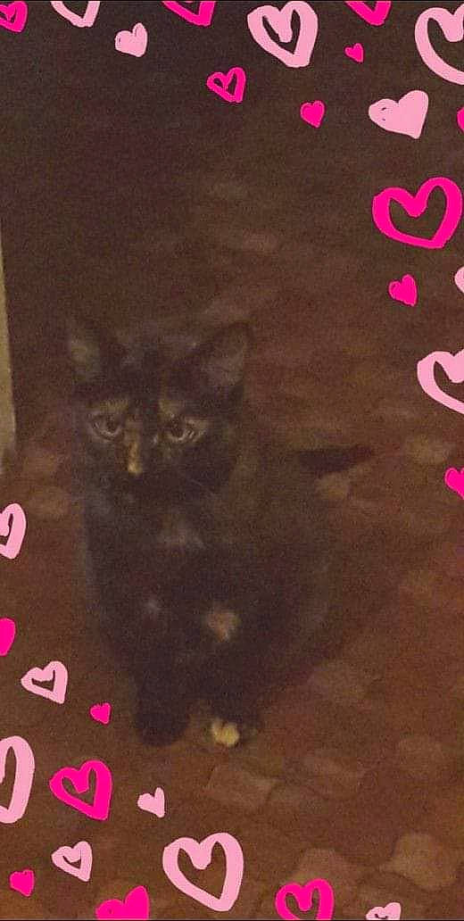 Mia a rejoint le concours — aidez-le/la à gagner de superbes lots ! asian, black_cat, british_shorthair, carnivore, cat, domestic_short_haired_cat, european_shorthair, felidae, font, illustration, kitten, photo_caption, small_to_medium_sized_cats, tail, whiskers