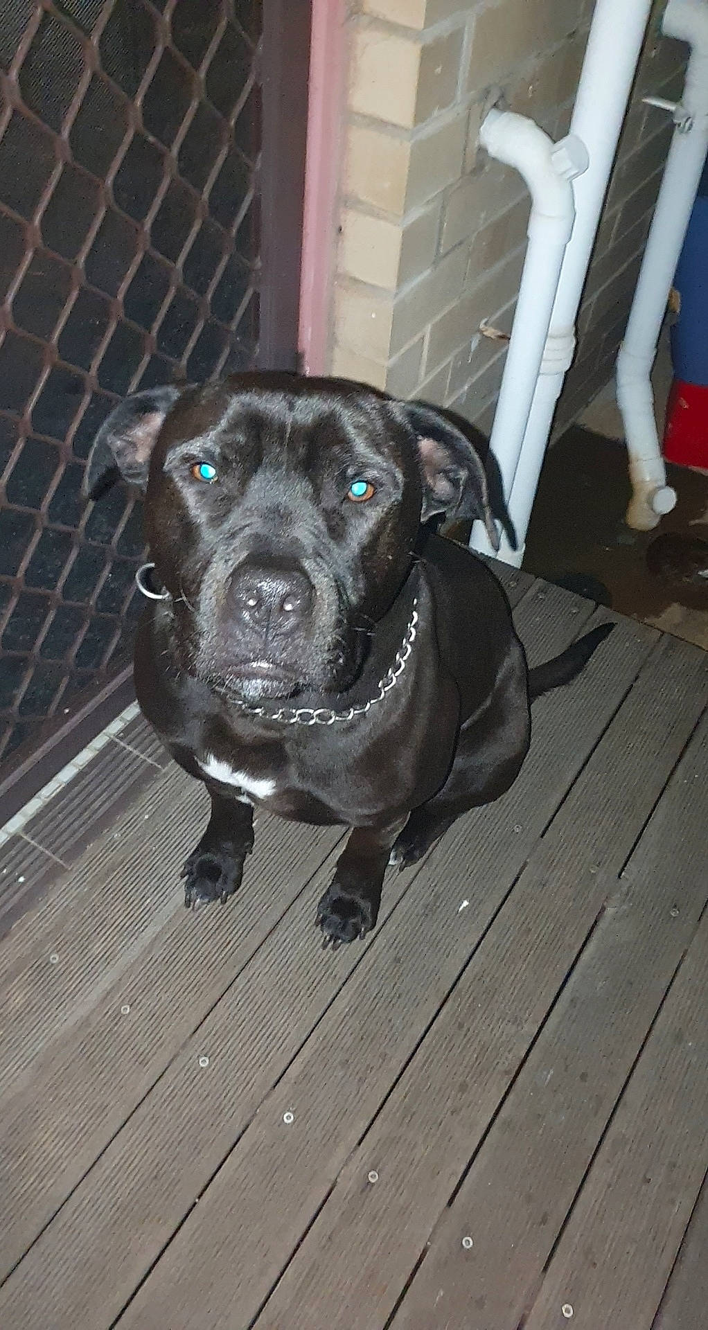 Agro joined the competition — help win amazing prizes! carnivore, chair, collar, companion_dog, dog, dog_breed, dog_collar, dog_supply, fawn, floor, flooring, fur, guard_dog, hardwood, mesh, pet_supply, snout, sporting_group, whiskers, wood