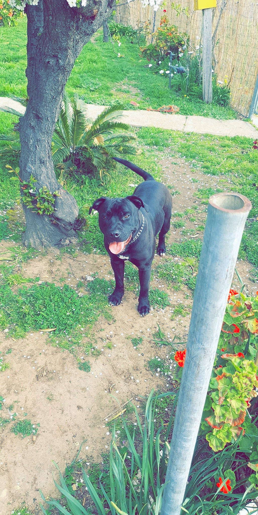 Agro joined the competition — help win amazing prizes! annual_plant, carnivore, companion_dog, dog, dog_breed, felidae, garden, grass, green, groundcover, landscaping, plant, shrub, small_to_medium_sized_cats, sporting_group, tail, terrestrial_animal, tree, wildlife, working_animal