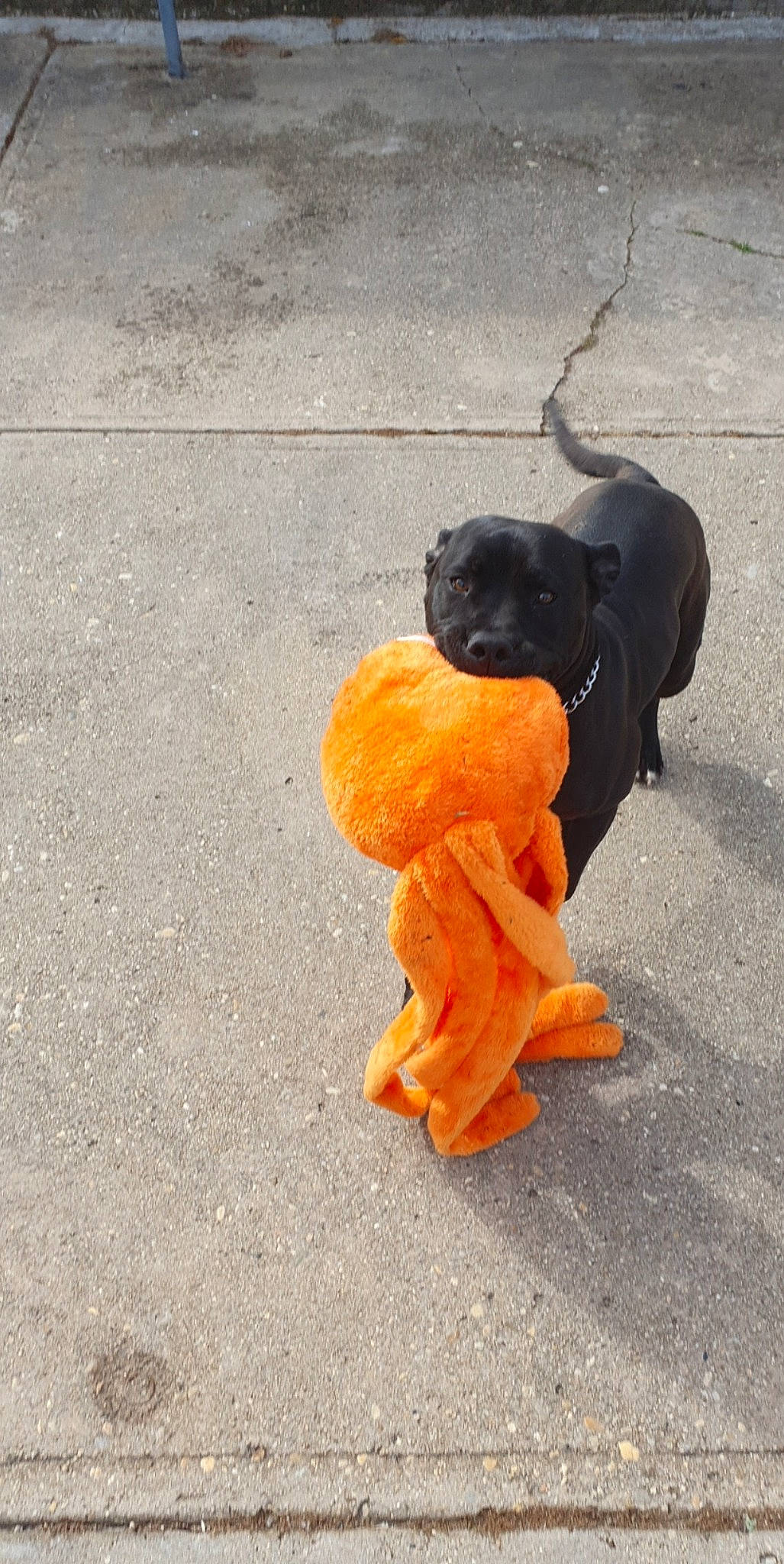 Agro is registered to the contest to win money with this photo: asphalt, calabaza, canidae, carnivore, companion_dog, concrete, dog, dog_breed, road, road_surface, shadow, sidewalk, sitting, snout, sporting_group, street_dog, tail, tar, tints_and_shades, working_animal