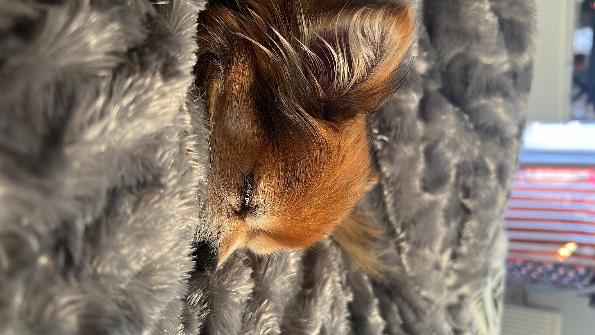 Hector is registered to the contest to win money with this photo: canidae, claw, dog_breed, eyelash, fawn, feather, felidae, fur, human_leg, liver, nose, plant, snout, sporting_group, tail, terrestrial_animal, tree, whiskers, wildlife, wood