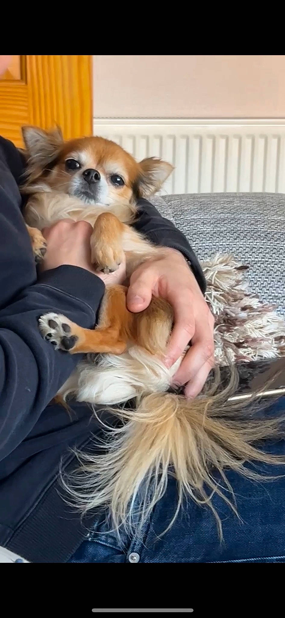 Hector joined the competition — help win amazing prizes! canidae, carnivore, chihuahua, comfort, companion_dog, dog, dog_breed, dog_supply, electric_blue, event, fawn, feather, fur, happy, natural_material, snout, sporting_group, toy_dog, whiskers, working_animal