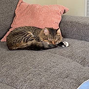 Rocky is registered to the contest to win money with this photo: cat, tabby, sleeping, couch, sofa, pink_pillow, grey_fabric, indoor, pet, relaxing, feline, domestic_cat, cozy, home_interior, blanket, fur, whiskers, paw, resting, quiet