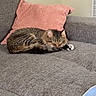 cat, tabby, sleeping, couch, sofa, pink_pillow, grey_fabric, indoor, pet, relaxing, feline, domestic_cat, cozy, home_interior, blanket, fur, whiskers, paw, resting, quiet