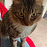 Rocky joined the competition — help win amazing prizes! cat, tabby, white_paws, pet, indoor, person, lap, hand, bracelet, red_blanket, door, dresser, carpet, feline, animal, curious, closeup, whiskers, ears, fur