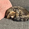 Rocky is registered to the contest to win money with this photo: cat, tabby_cat, fluffy, sleeping, curled_up, paw, couch, gray_couch, pink_pillow, textured_pillow, indoor, resting, pet, feline, cozy, fur, whiskers, relaxed, domestic_animal, home