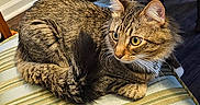 Rocky joined the competition — help win amazing prizes! cat, tabby, striped, fur, yellow_eyes, chair, cushion, wooden_table, dining_room, floor, domestic, pet, feline, alert, curled_up, indoor, furniture, striped_cushion, relaxed, home