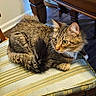 cat, tabby, striped, fur, yellow_eyes, chair, cushion, wooden_table, dining_room, floor, domestic, pet, feline, alert, curled_up, indoor, furniture, striped_cushion, relaxed, home